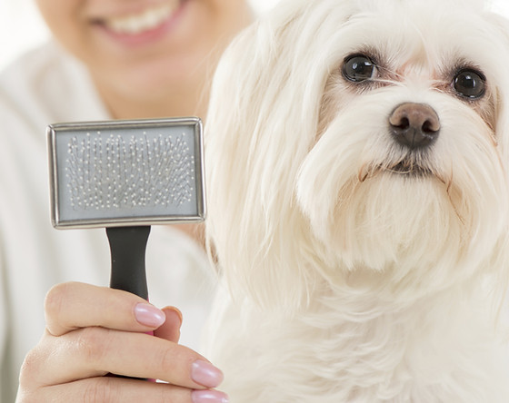 Coat Care Guide Grooming Arts NW